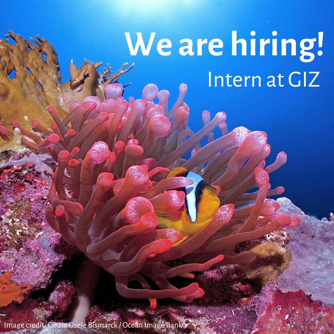 📢We are #hiring! 🐠We are offering an #internship to work in #MarineConservation within the Support Programme Biodiversity-Environment-Oceans at the @giz_gmbh. 🦀For more information, please visit this link: jobs.giz.de/index.php?ac=j… 📥Deadline: April 17th, 2024