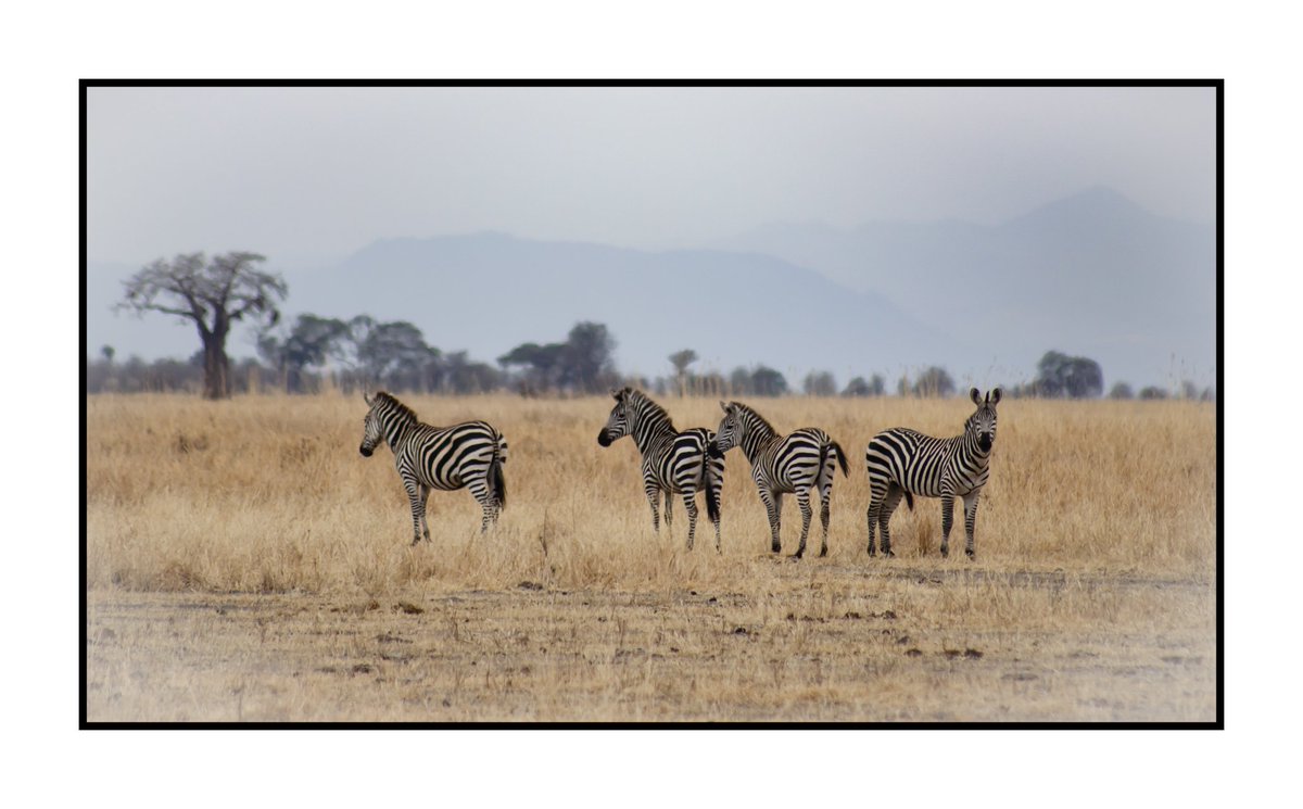 #ThrowbackThursday Arusha National Park, Tanzania, 2013. #StormHour