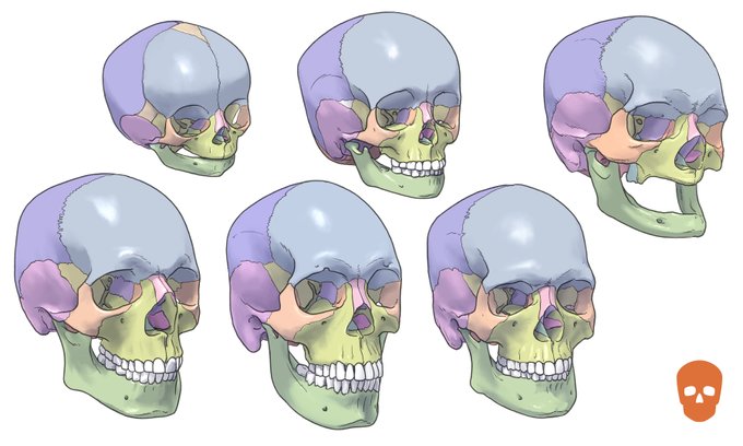「skull」 illustration images(Latest｜RT&Fav:50)｜4pages