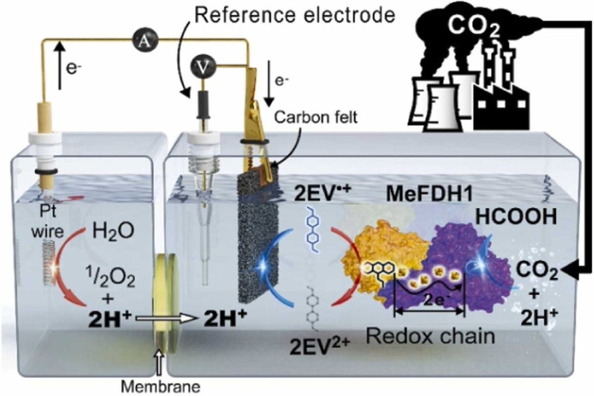 Just read a fascinating study on the electro-enzymatic conversion of CO2 to formate in the Journal of CO2 Utilization. Enzymes are incredible tools for a sustainable future. Huge thanks to my colleague, Prof. Yong Hwan Kim, for the opportunity to collaborate. #CO2Utilization