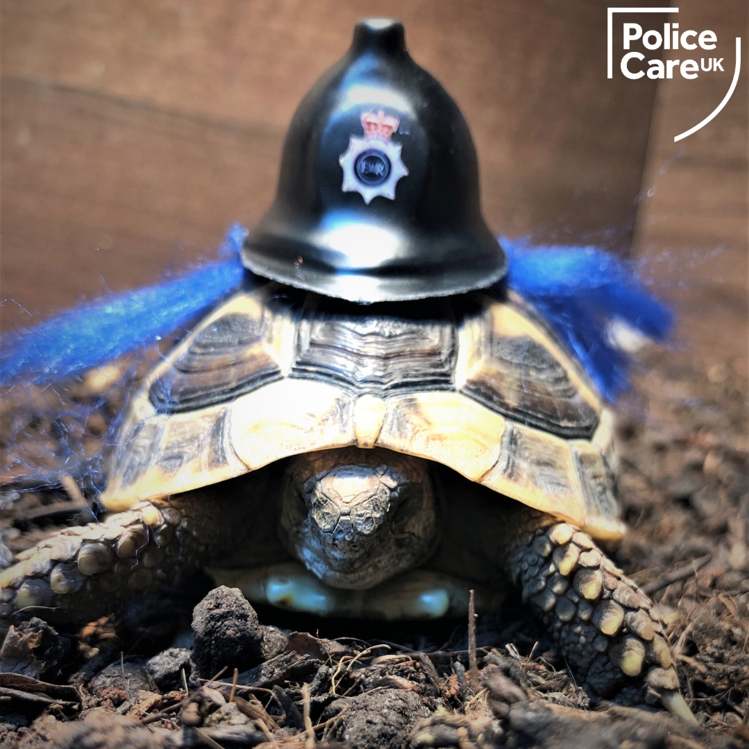 Meet Police Care UK's PC Turbo. When he's not walking the beat, eating cucumber or snoozing under a heat lamp, he's raising #BrainCancerAwareness on @braintumourrsch #WearAHatDay. Tag us in a photo of you wearing a hat, and we'll share the best. #MentalHealthMatters