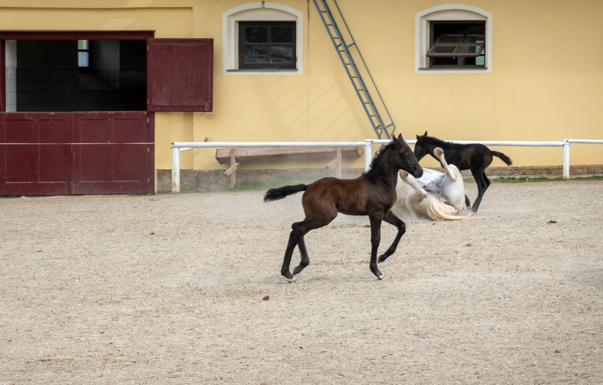 LitterART's tweet photo. Lipizzan mother mares an her foals first time out in freedom in stud Piber #steiermark #oesterreich #lipizzaner #pferde #horses #equestrian https://t.co/vpT0kVuZ3M