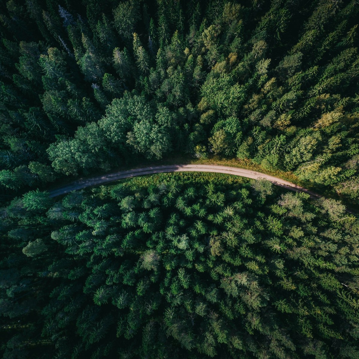 Su @NatCities studio rivela che aree periurbane del pianeta spesso degradate o inutilizzate potrebbero ospitare tra 106 e 241 miliardi di alberi, con conseguente riduzione emissioni CO2, miglioramento qualità dell'aria e conservazione della biodiversità. 🔎bit.ly/CFnews_Foreste