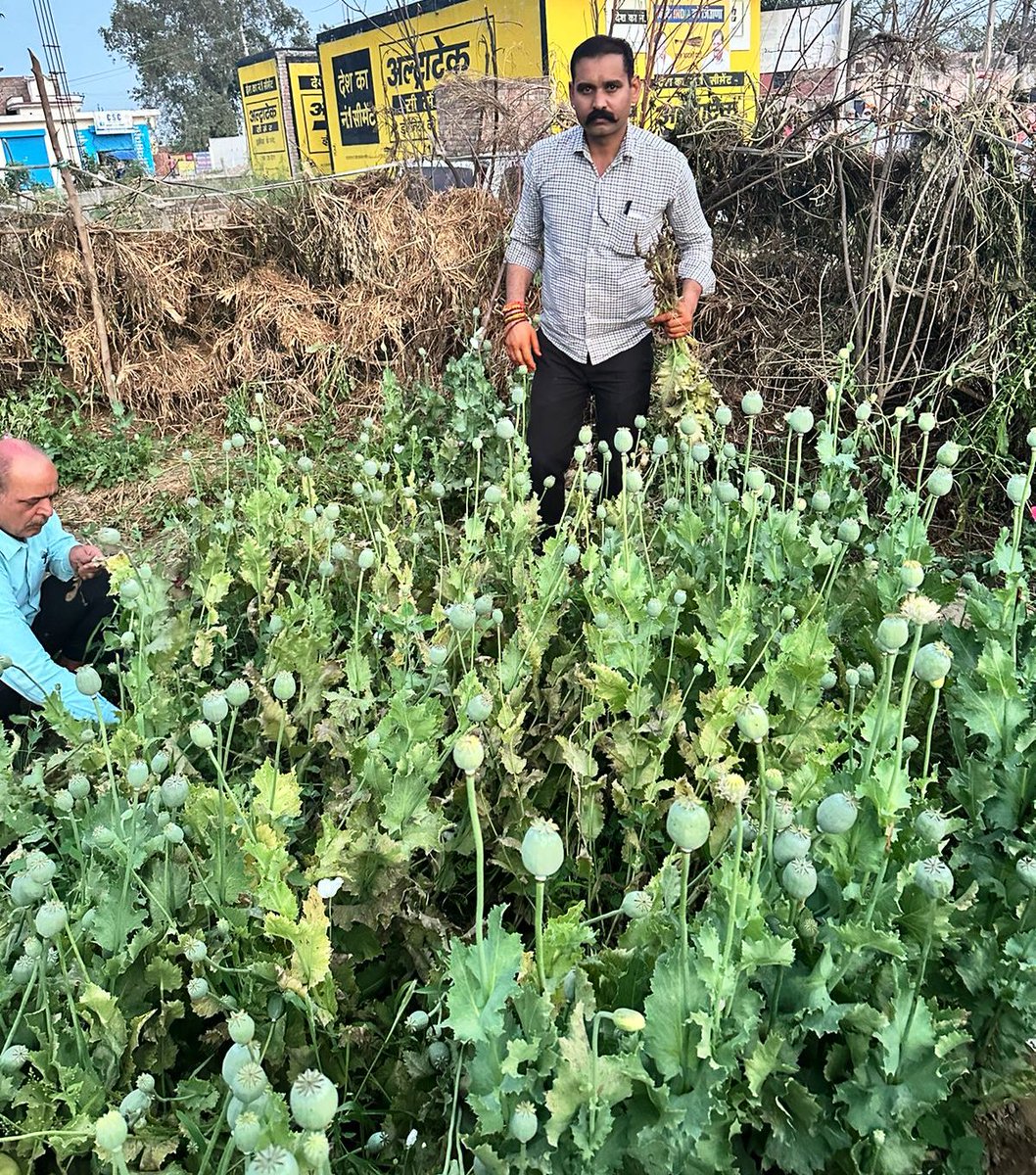 नशीले पदार्थो पर शिकंजा कसते हुए CIA-2 की टीम ने अफीम के पोधे उगाने के आरोपी शीशा सिंह वासी गुमथला गढू कुरुक्षेत्र को काबू करके उसके बाड़ा से उगाये गए करीब 1.5 लाख रूपये कीमत के 29.6 किलोग्राम वजनी 606 अफीम के पौधे किये बरामद@cmohry @police_haryana @AmbalaIgp@SCBHaryana