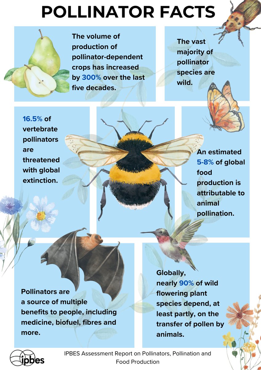 🐝 #Pollinators are responsible for much more than food-crops. From biofuels to medicines, we rely on pollinators in much of our daily lives.

Check out a few facts about pollinators from the <a href="/IPBES/">ipbes</a> #PollinationAssessment ⬇️

Read the Report here: ipbes.net/assessment-rep…