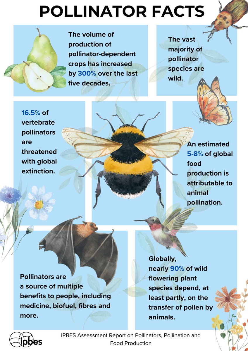 🐝 #Pollinators are responsible for much more than food-crops. From biofuels to medicines, we rely on pollinators in much of our daily lives. Check out a few facts about pollinators from the @IPBES #PollinationAssessment ⬇️ Read the Report here: ipbes.net/assessment-rep…