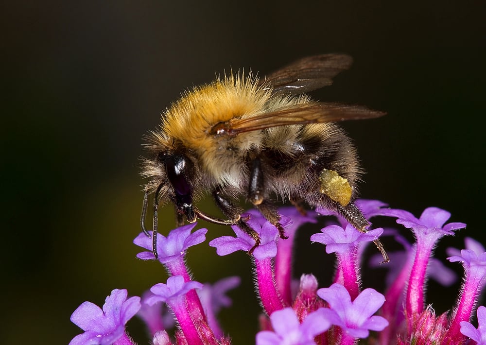 AndyJShepPhoto's tweet photo. No moths unfortunately but, I'm going full Reverse Psychology on the little buggers tomorrow night so will see what happens.
#MothsMatter
So here's a Bumble...looking rather fluffy and furry.
#Bumbles
#bees https://t.co/HRNy5xxsk2