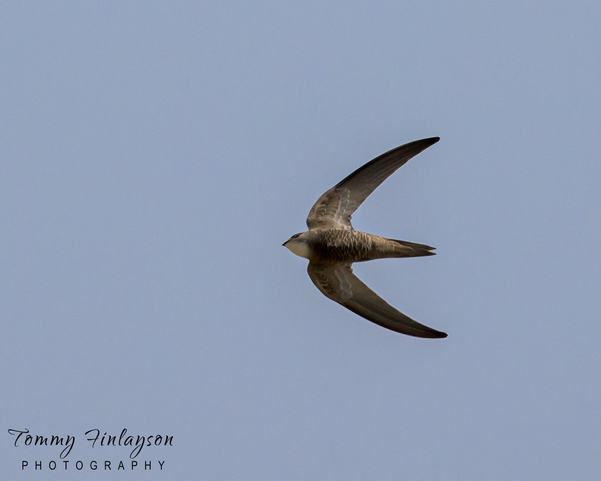 Pallid swift #Gibraltar #BirdsSeenIn2024 @gonhsgib @BirdingRasta @Natures_Voice @Britnatureguide @GibReserve #birds #birdphotography @society_bird