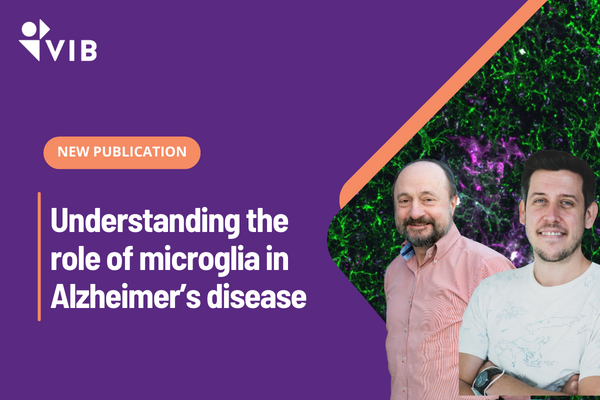 New research is crucial to understand & treat Alzheimer's, which is predicted to triple by 2050. A recent study led by @DeStrooperLab (@CBD_VIB) and @MancusoRenzo (@CMN_VIB) sheds light on the role of microglia, immune cells in the brain, in Alzheimer's.👉 vibbio.tech/49c6pyL