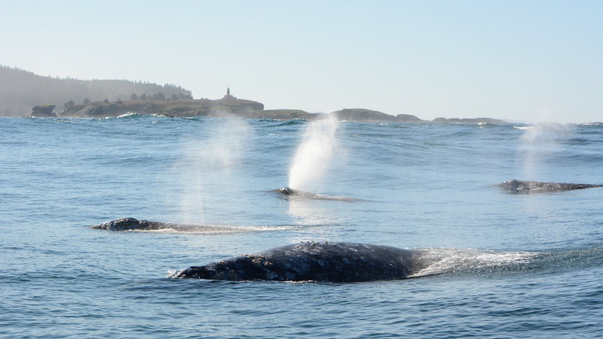 Launching today! The next volume of #JCRM with a new comprehensive update on the status of gray whales. #cetaceanscience Read it here: journal.iwc.int/index.php/jcrm…