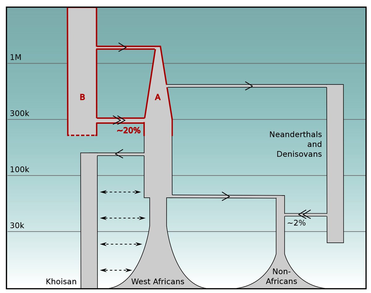 trevorcousins_'s tweet image. In summary, here is a (simplified) diagram of human evolutionary history, with the contributions from cobraa highlighted in red.