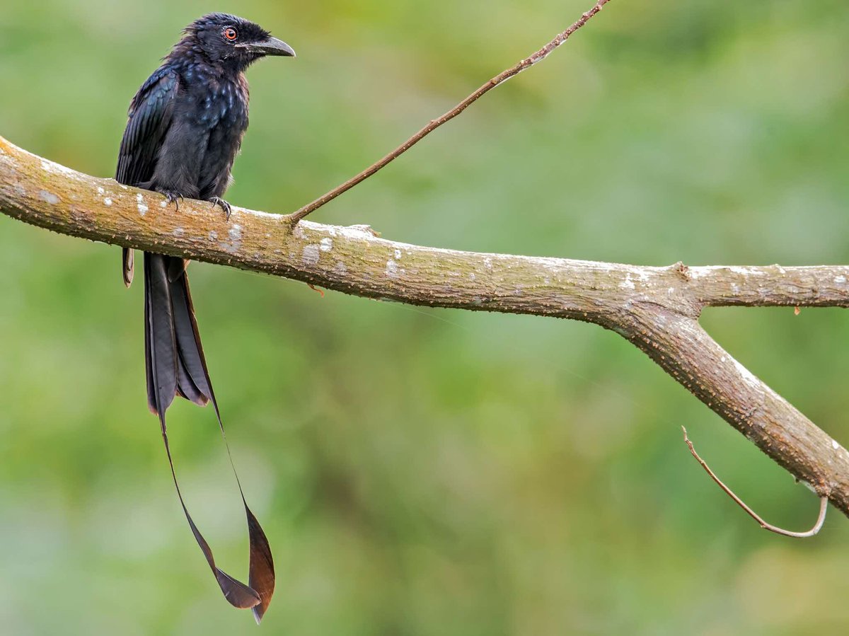 Happy April Fool’s Day! Have you ever been played by the Greater Racket-Tailed Drongo? 🤡 This striking bird, easily identified by its distinctive pair of tail rackets, is known for its ability to mimic the calls of other birds, and even mammals. 🔊🐦‍ 📷: Susie Ng Mui Choon