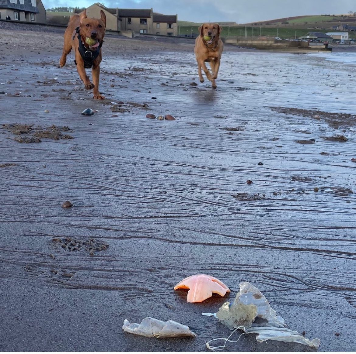 Sat 6th April is #stonehaven Beach Clean Day 10-11am for #SpringCleanScotland Wherever you are do your own bit on walks every day.With 26,000 of us picking up a couple of bits of #litter on 2 daily walks, removes 38 MILLION pieces every year We’re a powerful force!❤️🐾#dogsofx