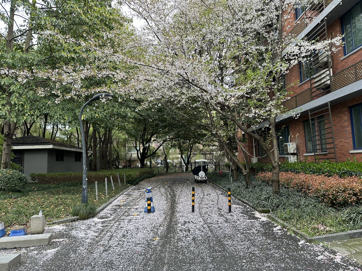 Yaz889's tweet photo. Blossom makes 2024 spring more colourful https://t.co/Y8Dg01T4hy