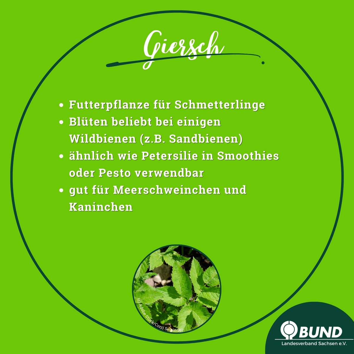 Zum #TagdesUnkrauts stellen wir 5 der nützlichsten #Wildkräuter vor! Sie werden oft zu Unrecht als #Unkraut bezeichnet &amp; bekämpft, obwohl sie zahlreiche Vorteile haben. Diese sollten erkannt und genutzt werden. Mehr Infos auf der Webseite von
<a href="/bund_net/">BUND</a>👉zurl.co/ZIzL