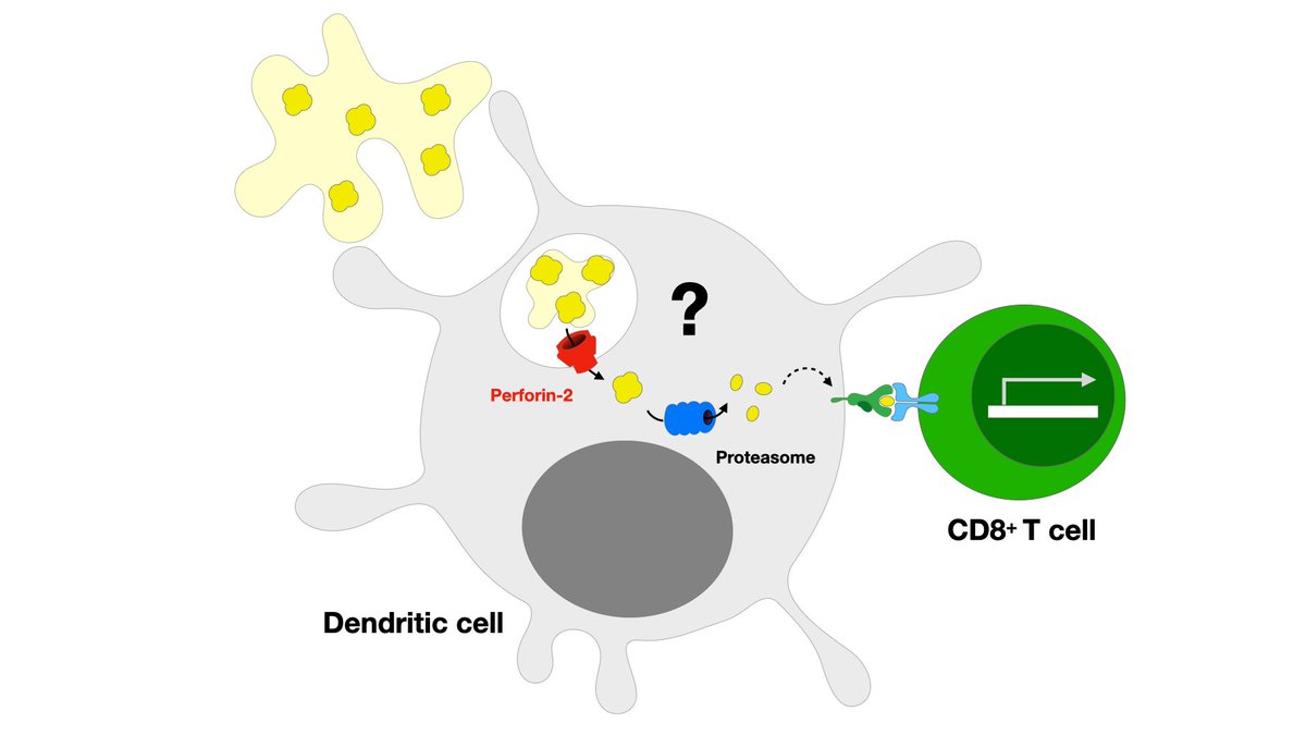 patrycja_kozik's tweet image. ⏰ Closing date to apply for a postdoc position in our lab is on Apr 14th - Join us @MRC_LMB to work on the molecular mechanisms involved in antigen presentation in dendritic cells!
mrc.tal.net/vx/mobile-0/ap…
#PostdocJobs #AcademicTwitter