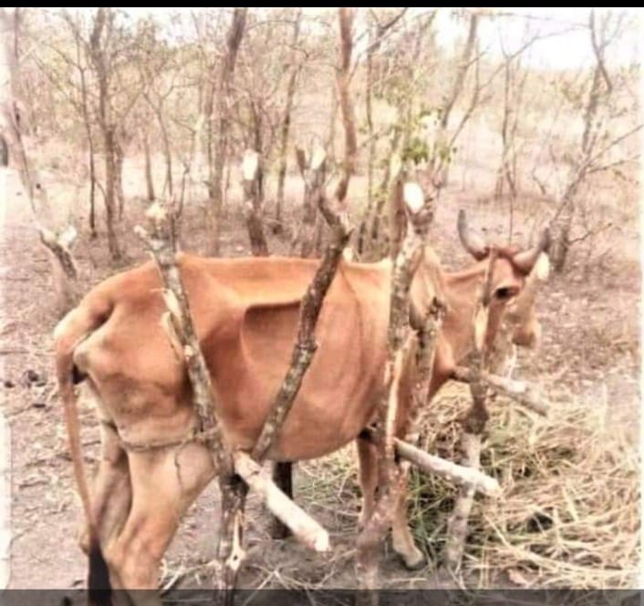 GODFREY KEVOLWE π°πͺ (@kevolwe_godfrey) on Twitter photo We stand firm in our demand. Our lives are not a game of chance. We call for a reversal of the choice to host the Santiago Framework on Loss and Damage in Geneva; let Africa be the rightful host. #SantiagoHQDecisionAfrica <a href="/PACJA1/">PACJA</a> <a href="/UNDRR/">UNDRR</a> <a href="/UNDRR_Africa/">UNDRR Africa</a> <a href="/UNOPS/">UNOPS</a> <a href="/UNOPS_Chief/">Jorge Moreira da Silva</a> We stand firm in our demand. Our lives are not a game of chance. We call for a reversal of the choice to host the Santiago Framework on Loss and Damage in Geneva; let Africa be the rightful host. #SantiagoHQDecisionAfrica <a href="/PACJA1/">PACJA</a> <a href="/UNDRR/">UNDRR</a> <a href="/UNDRR_Africa/">UNDRR Africa</a> <a href="/UNOPS/">UNOPS</a> <a href="/UNOPS_Chief/">Jorge Moreira da Silva</a>