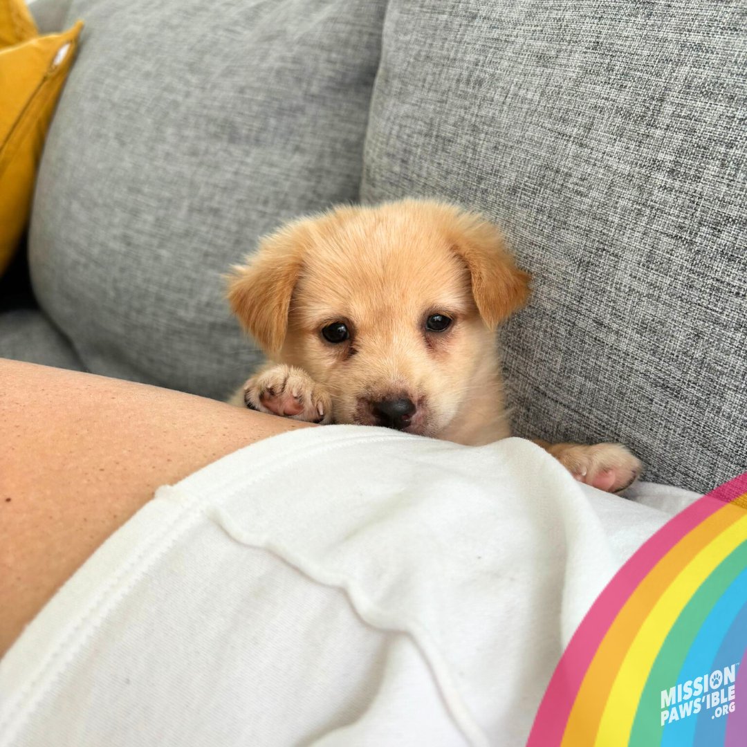 Mission Paws'ible Charity tweet media