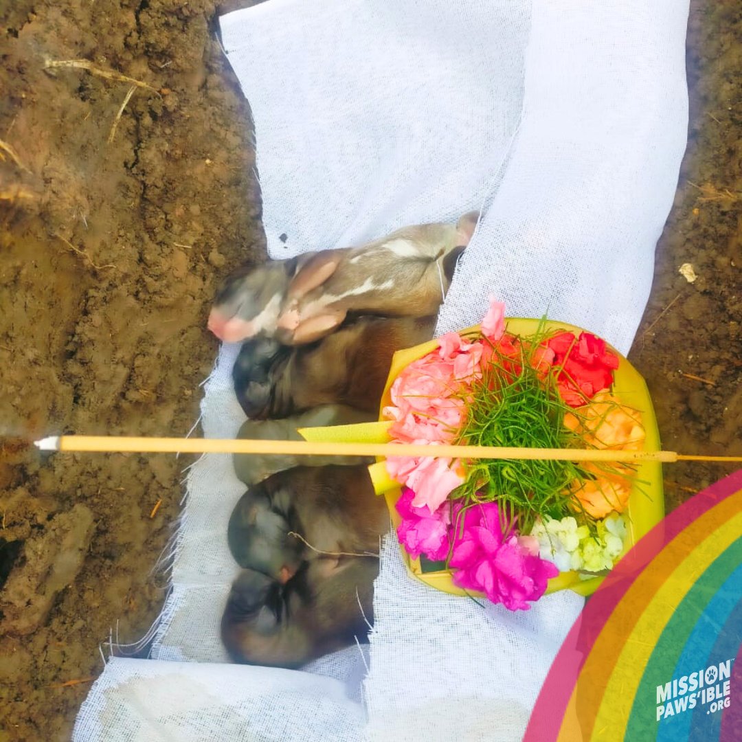 Mission Paws'ible Charity tweet media