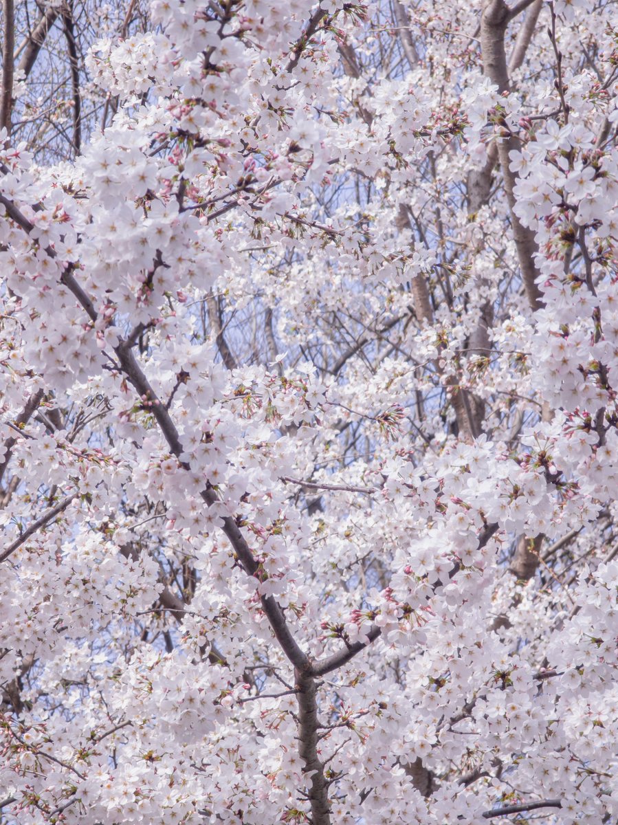 niheng09's tweet photo. #SAKURA https://t.co/2XZzAt53FL