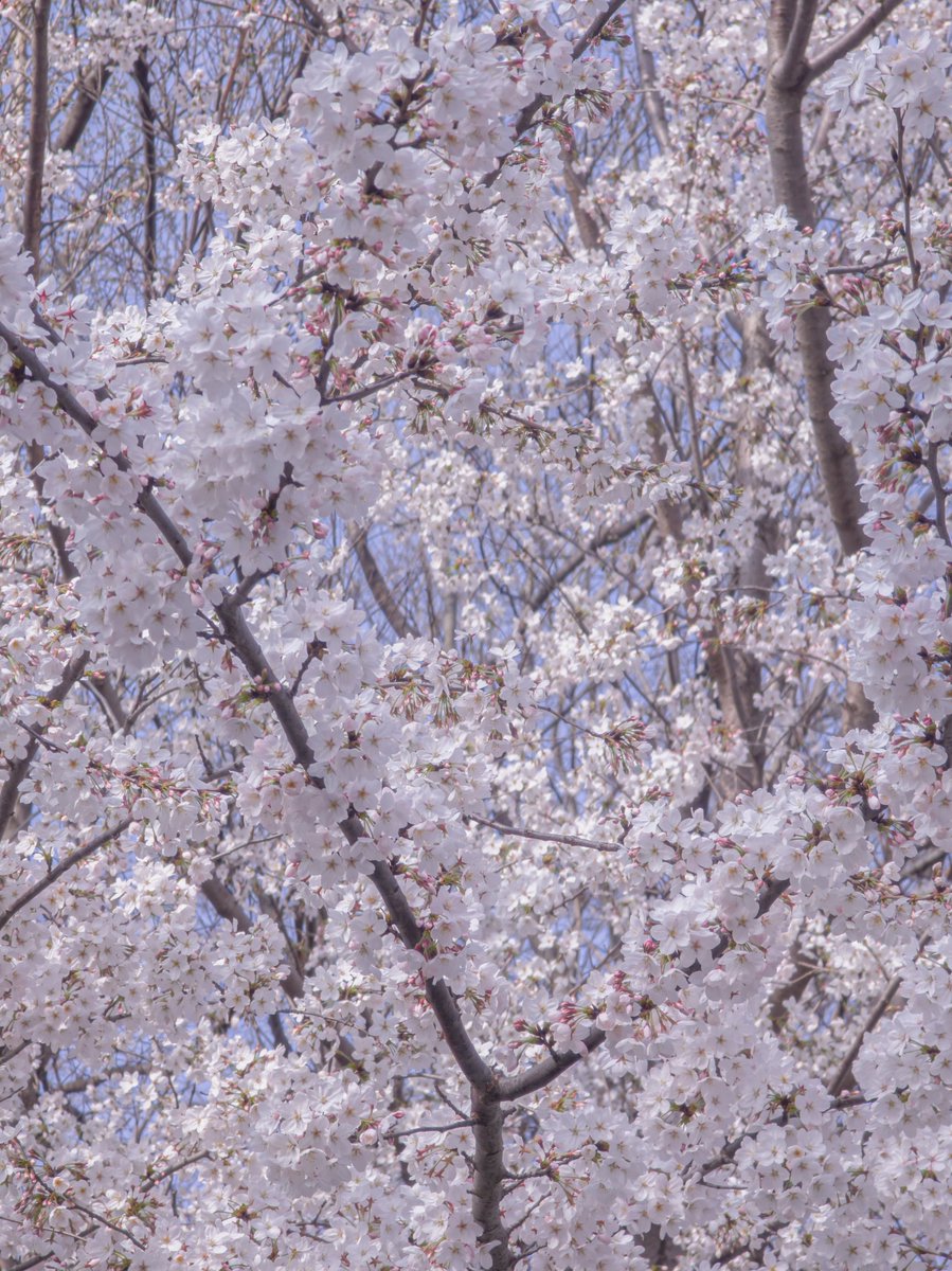 niheng09's tweet photo. #SAKURA https://t.co/2XZzAt53FL