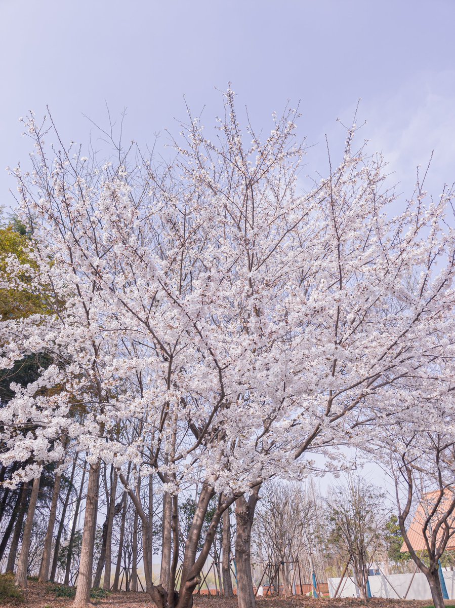 niheng09's tweet photo. #SAKURA https://t.co/2XZzAt53FL