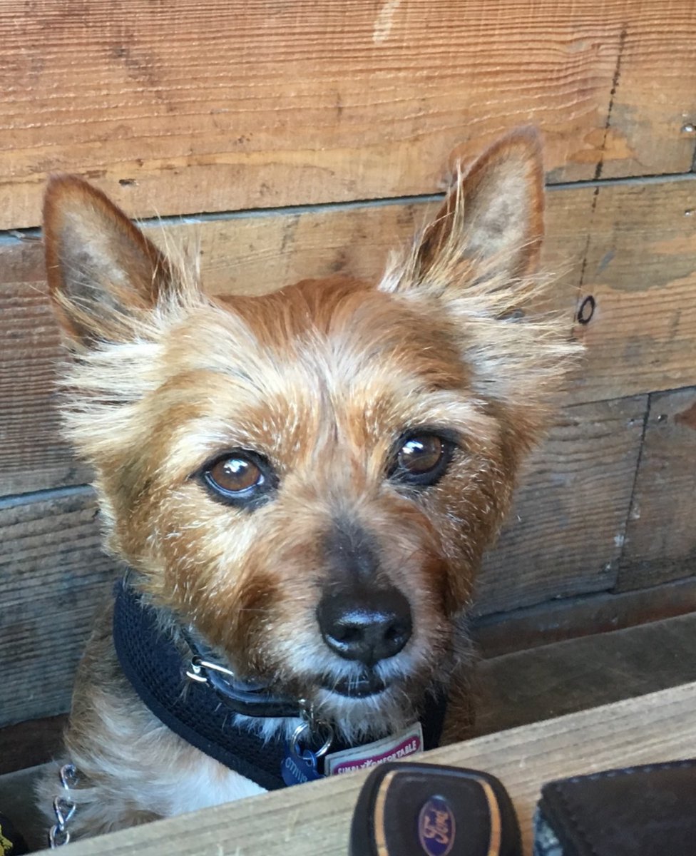 Leo _RIP TetleyBum 🌈🌈😊😊🐶🐶 tweet media