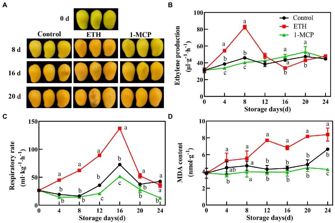 planfresh1mcp's tweet photo. 1-MCP applied on mangoes helps maintain firmness, texture, reduce weight loss, and extend shelf life during storage and transport.
#1MCP #PostHarvest #Fruit #Kent #Keitt #Ataulfo #Tommy #Haden #Edward https://t.co/p6RFkMjiha