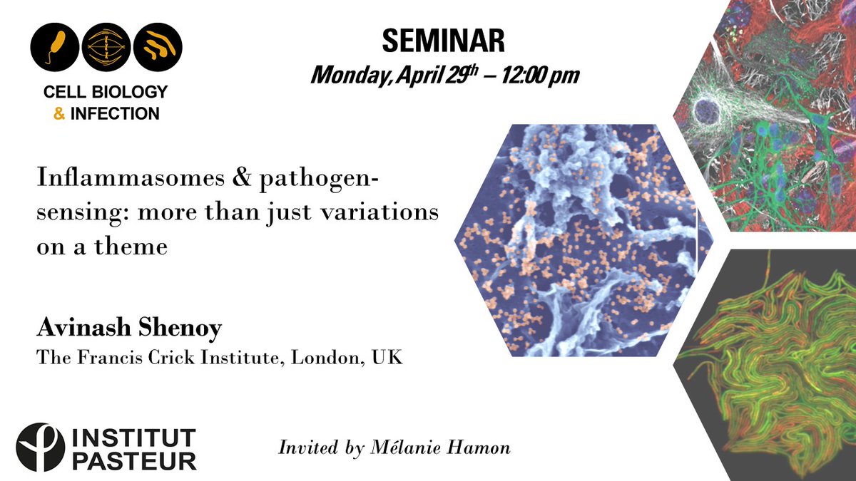 Cell Biology & Infection (@bci_pasteur) on Twitter photo 🔜Next <a href="/BCI_Pasteur/">Cell Biology & Infection</a> seminar next Monday
<a href="/avi_cmbi/">Avinash Shenoy</a> from <a href="/TheCrick/">The Francis Crick Institute</a>/<a href="/imperialcollege/">Imperial College London</a>
Inflammasomes & pathogen-sensing: more than just variations on a theme
Invited by <a href="/Chrom_Inf/">melanie hamon</a> 🔜Next <a href="/BCI_Pasteur/">Cell Biology & Infection</a> seminar next Monday
<a href="/avi_cmbi/">Avinash Shenoy</a> from <a href="/TheCrick/">The Francis Crick Institute</a>/<a href="/imperialcollege/">Imperial College London</a>
Inflammasomes & pathogen-sensing: more than just variations on a theme
Invited by <a href="/Chrom_Inf/">melanie hamon</a>
