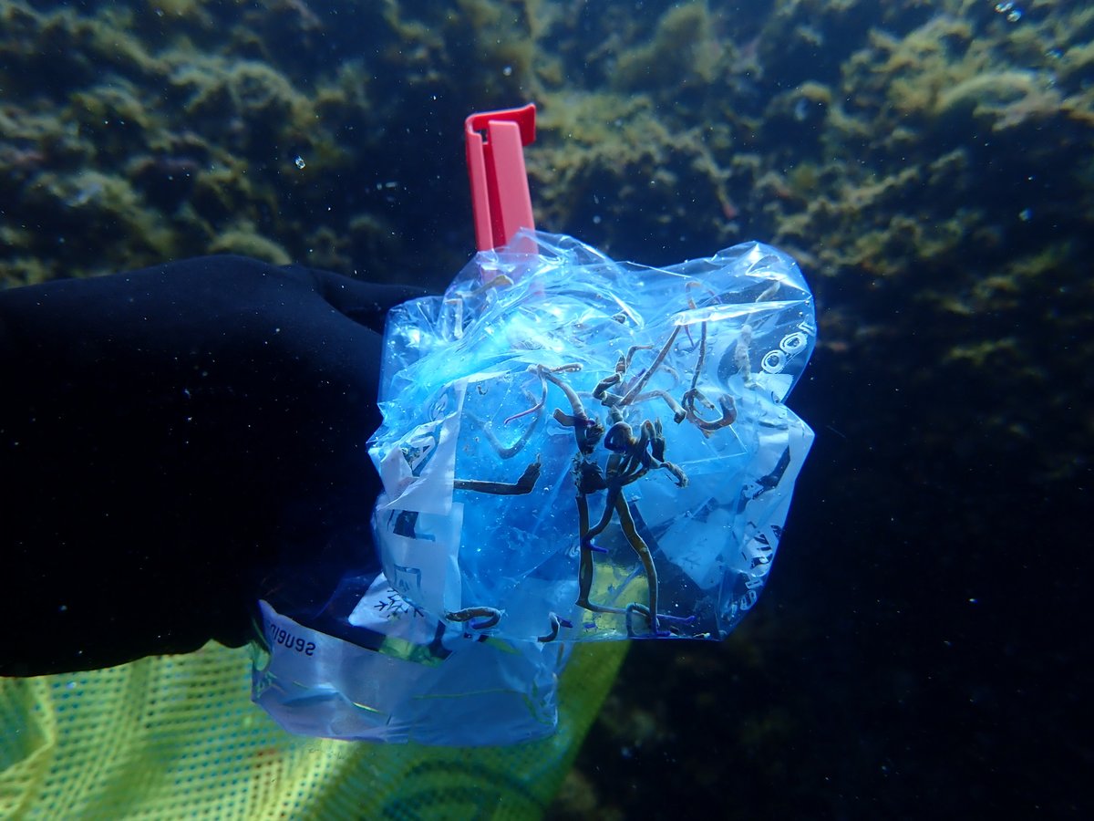 Underwater sampling yields not only precious specimens, but also stunning pictures. #EMBLtrec sampling at Isla Medes 🇪🇸 last week included Platynereis, as well as Anemone viridis. The latter is led by Liz Hambleton from @univienna . 📸 Boris & Patricia Weitzmann