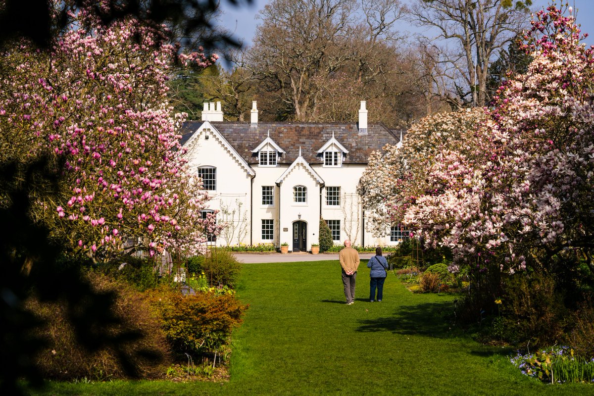 The magnificent magnolia avenue @HillierGardens blooms with beautiful blossoms in full flower each spring – be quick though, the mild and wet conditions have meant a lot of early flowering this year. visit-hampshire.co.uk/ideas-and-insp…