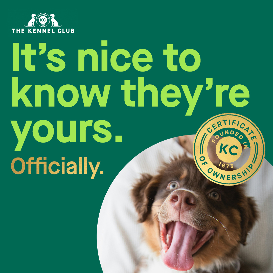 Do you want to make it official? Don't forget to change the Kennel Club registered ownership to your name! Do it today and you will receive four weeks of insurance for free, find out more by following bit.ly/3UwKAWP