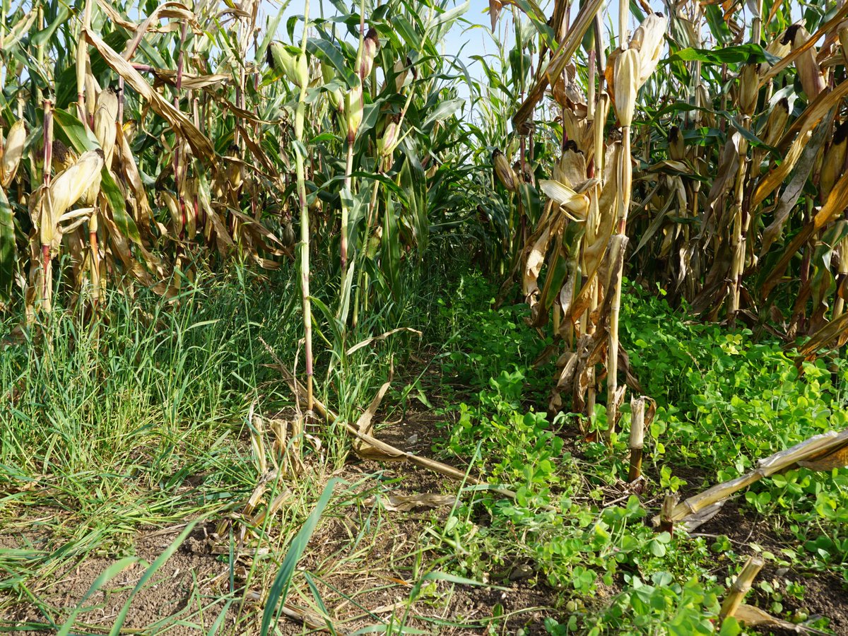 Experimentierfreude für mehr #Insekten🦋🐝🐞: Der Buchhaldehof in der Nähe des Bodensees ist Demonstrationsbetrieb im IFR-Projekt. Neben der Umsetzung etablierter Maßnahmen experimentiert er mit #Mais-Untersaaten, die Insekten zugute kommen: bodensee-stiftung.org/experimentierf…