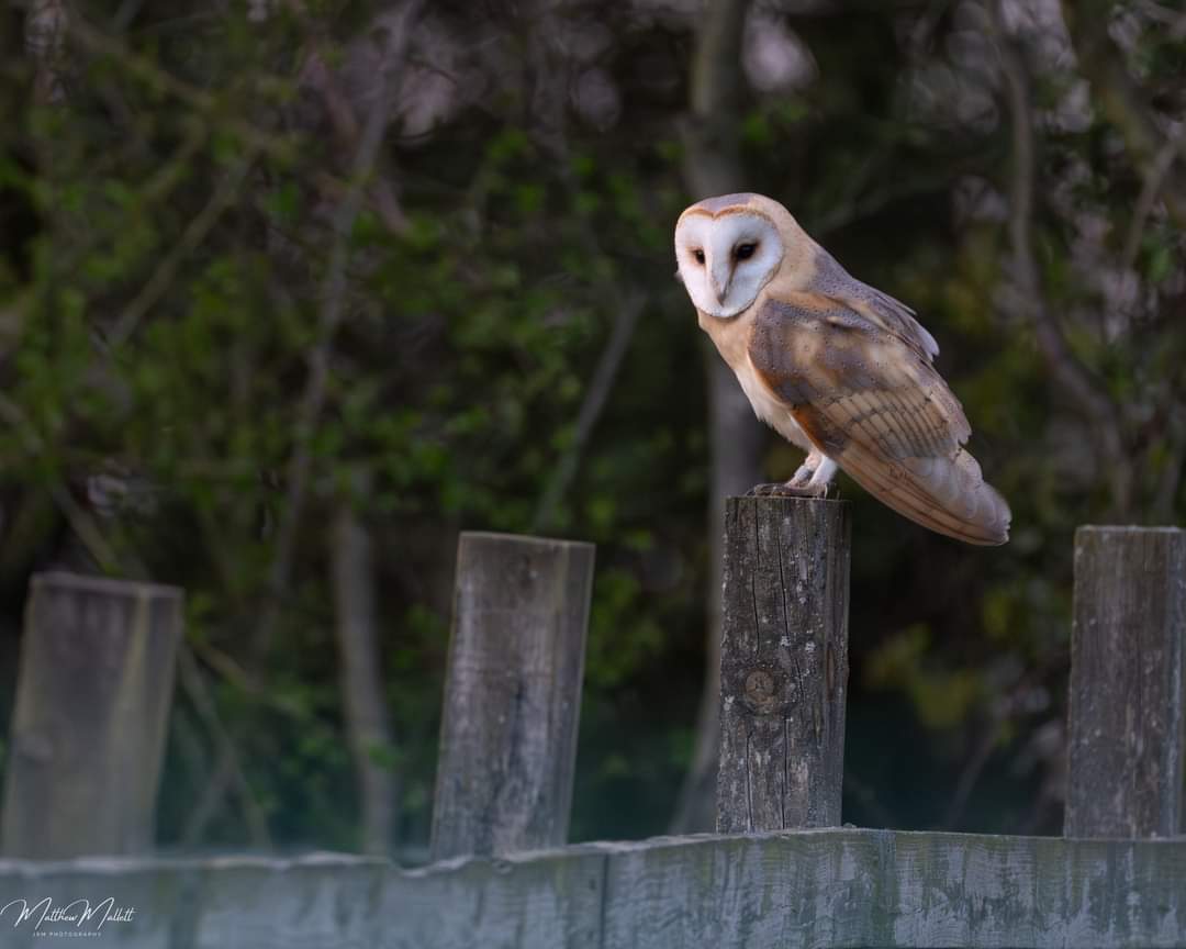 Local Barn Owl finally showed itself to me just as the light was falling yesterday evening. Beautiful Bird hunting in the local fields. Sony a1 and 100-400 @SonyUK @BBCSpringwatch #Essex #photo #NaturePhotography