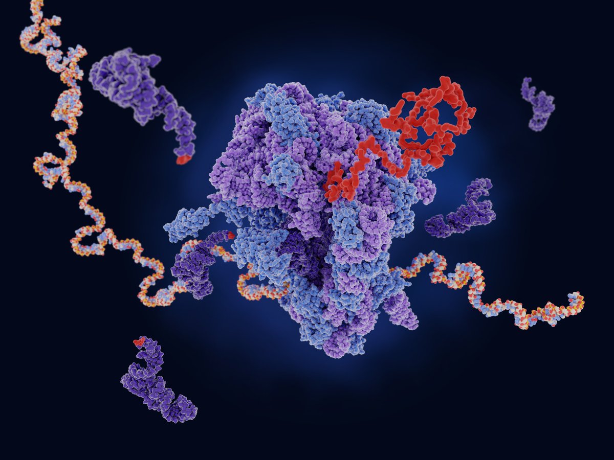 Forschende von der @Uni_WUE haben einen statistischen Ansatz entwickelt, mit dem sich die Halbwertszeiten von RNAs in Bakterien genau vorhersagen lassen. pnas.org/doi/10.1073/pn… @LBarquist Bild: © selvanegra / Getty Images / iStock