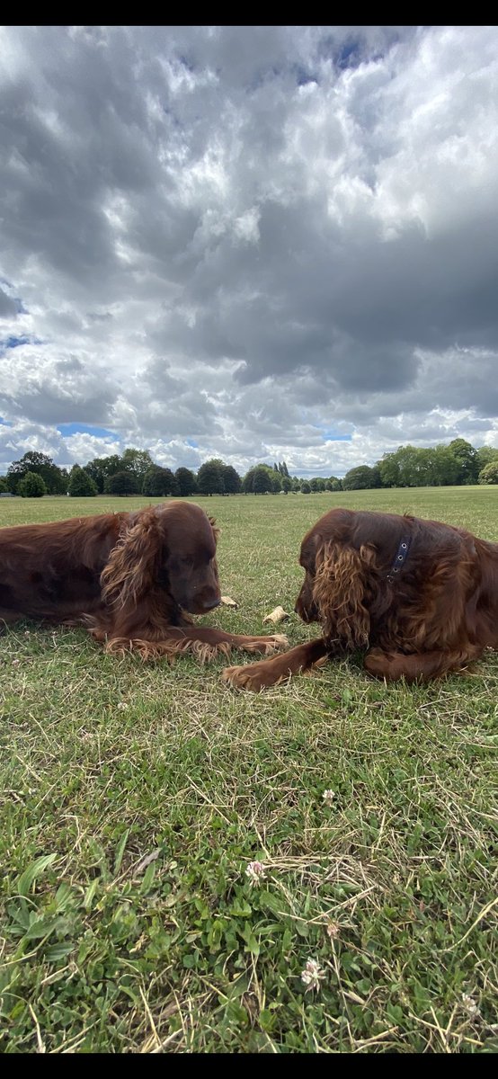 Only 43 sleeps to the #RichmondMayFair on Saturday 11th of May. Storm & Toscar are looking forward to the dog show and both have booked in their dog shampoos in the build up to one of the biggest dog shows in Surrey ⁦@BeRichmondUK⁩ ⁦@LBRUT⁩ ⁦@Visit_Richmond1⁩