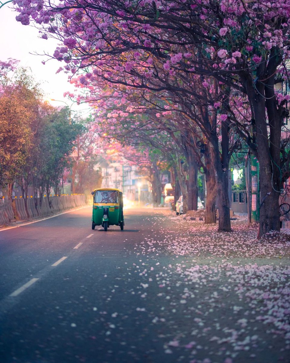 Bengaluru’s spring is never complete without a blush of pink. 🌸 #Repost from Guru Charan | Instagram 📸 Want to #share your greatest moments ever lived? Upload your photos, tag us and use #ngtindia on Instagram. #NatGeoTravellerIndia #NGTI #India #Bangalore #Rickshaw #Spring