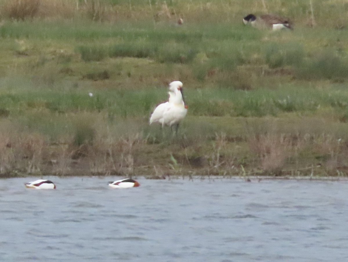 Rubbish pic but if anyone wanted to see 2 Spoonbills doing their best Centaur impression then here you are 😅 From Swillington ings (RSPB St Aidans yesterday