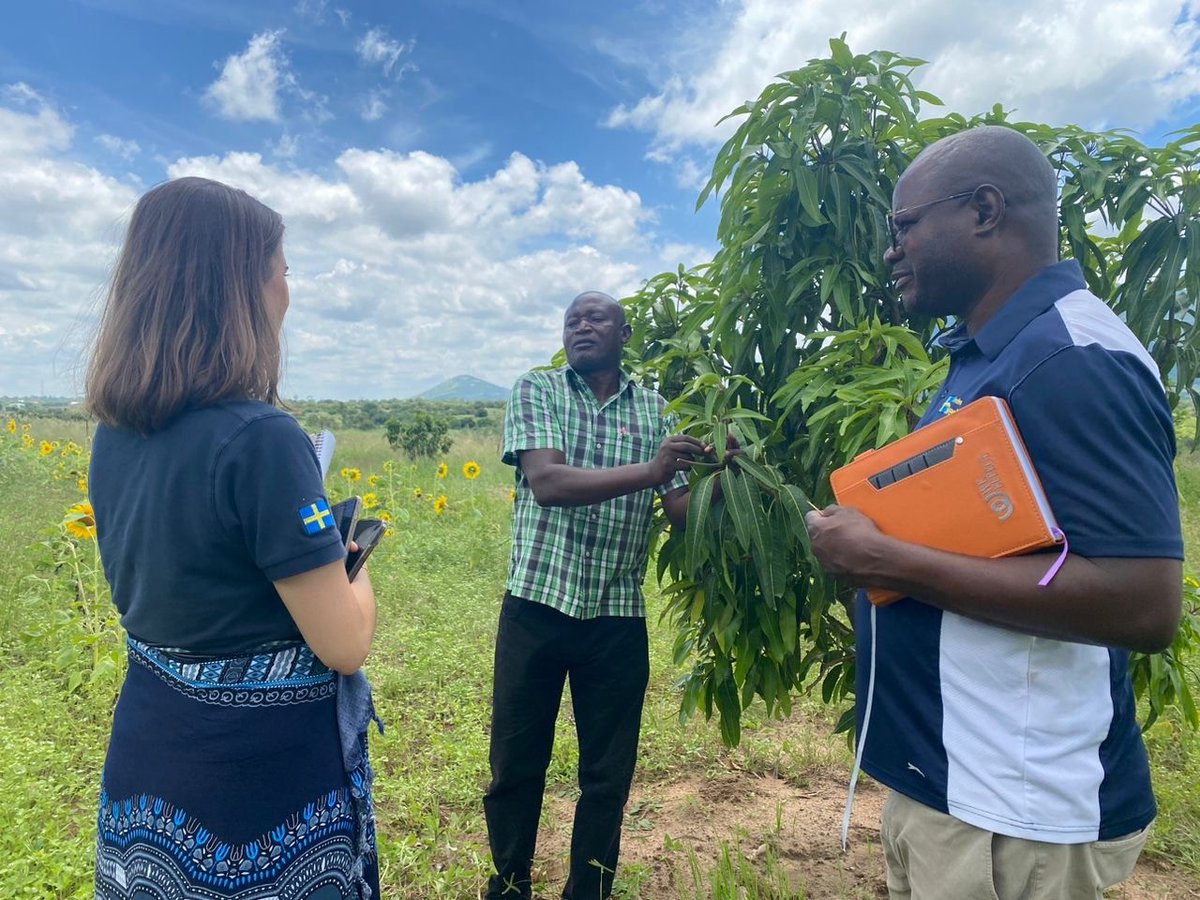 Last week, a team from the Embassy visited Eastern Province with our partner @SNV_Zambia to: 🌳learn more about agroforestry 🪙 engage with successful saving groups 💨 witness the adoption of biogas Sweden has supported the INCREASE project since 2020. #SweZam collab 🇸🇪 🇿🇲