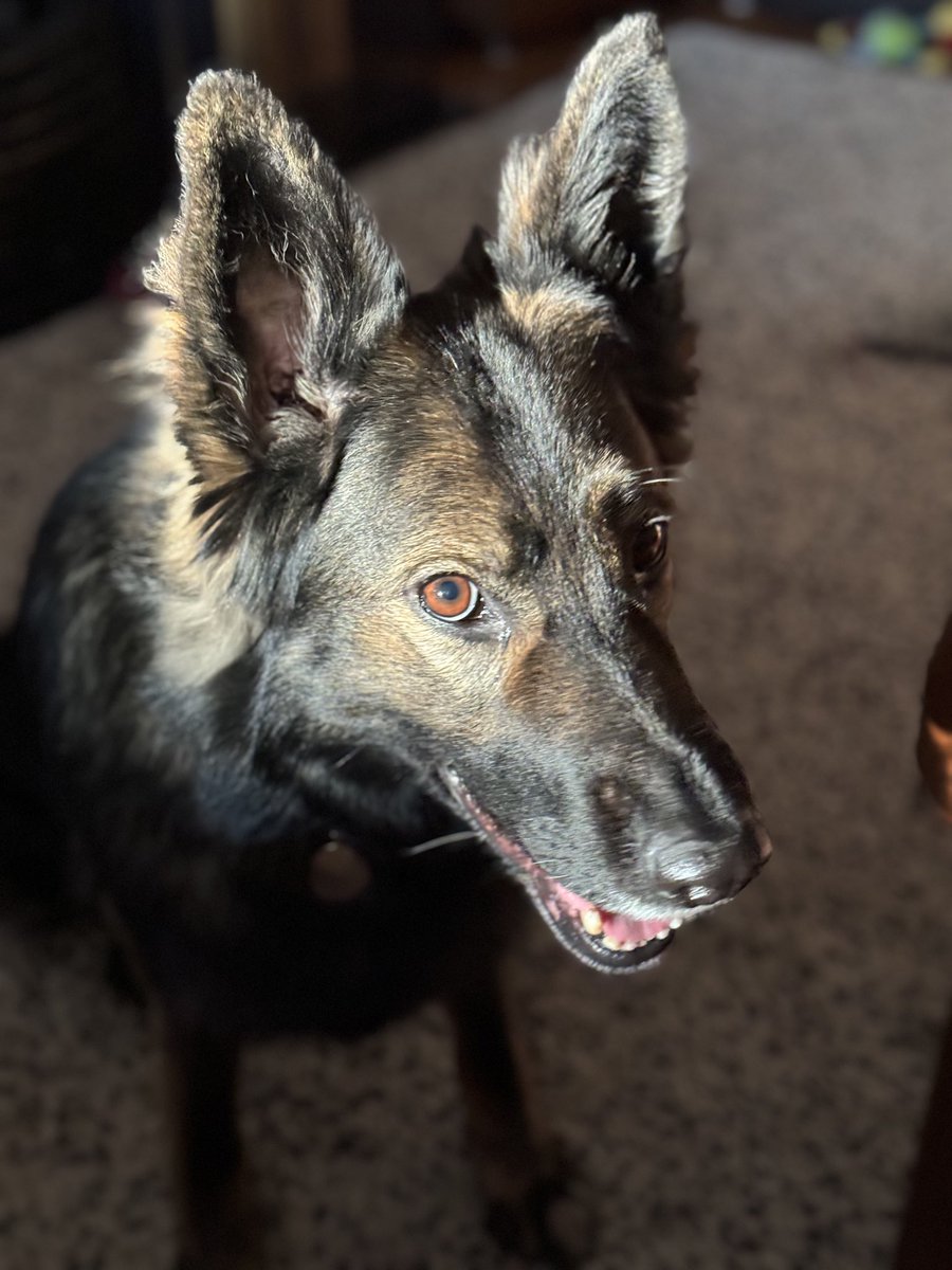 Wooo, sunshine and mud - I couldn’t ask for a better combination, I can lie on the grass, get muddy and sunbathe all at the same time #K9multitasking