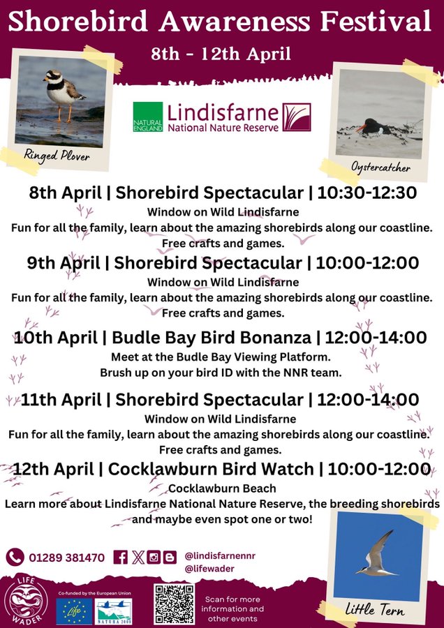 Get the kids out in nature this Easter! 🌳#shorebirdsawarenessweek @lindisfarne_nnr 8-12 April - five days of FREE crafts, games, amazing fact finding with our friendly rangers and the chance to spot the incredible shorebirds themselves as they begin their nesting season 🐣