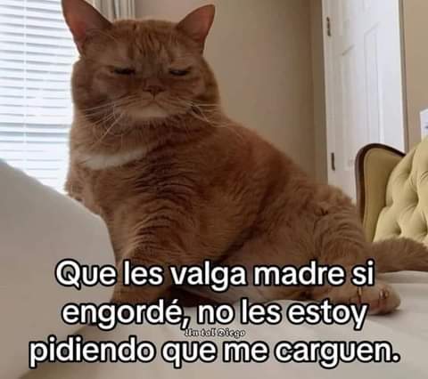 Entiende Karen!!!!!! 😸🐾