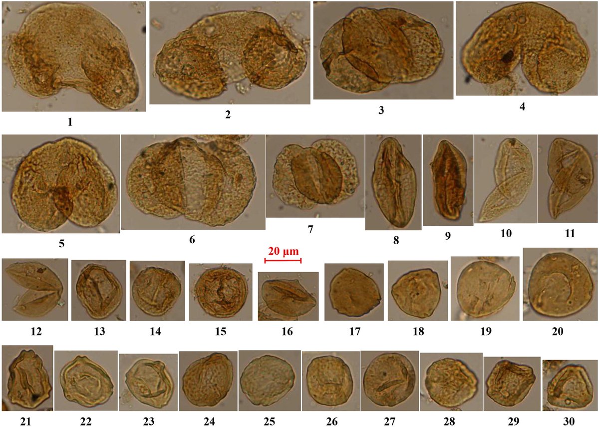 Onset of aridification in mid-latitude #Asia at 41 Ma linked to the proto-#Paratethys Sea retreat doi.org/10.1016/j.gr.2…