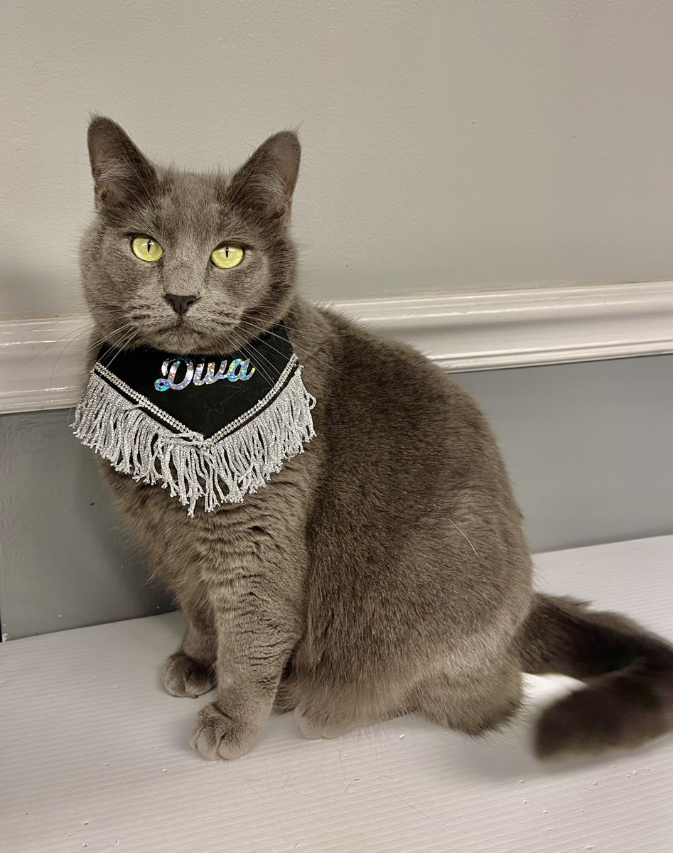 Matisse is Greater New Haven Cat Project's office supervisor.  She is a special girl - needs a urinary diet - and loves to dress up and post for photos!  She is living comfortably at our GNHCP Center, waiting for her purrfect home!