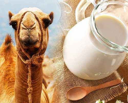 Camel's milk -It is rich in iron, vitamins & minerals -Camel's milk is healthier than cow's milk . -Camel milk is lower in fat and calories than cow milk. -Helps in the treatment of some important human diseases like tuberculosis, asthma, gastrointestinal diseases, and jaundice.
