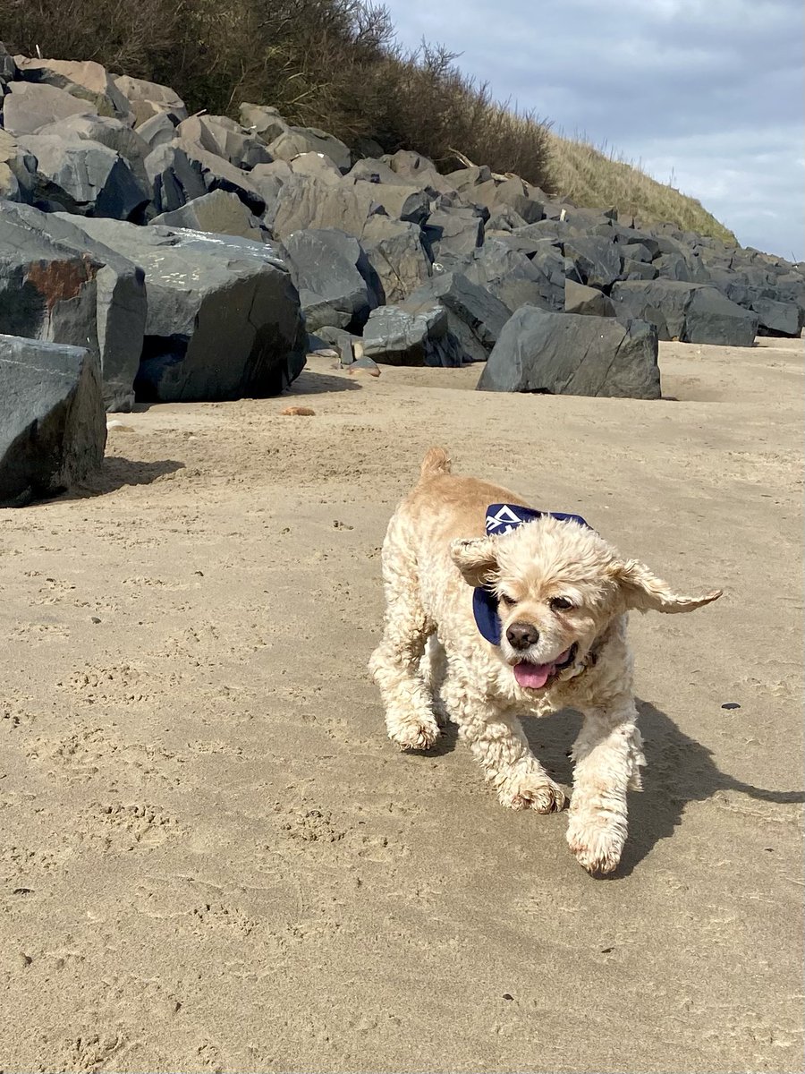 SpanielsSuper's tweet photo. There was a lot of #EarFlappage today on a very windy beach 💨💨 https://t.co/vOzov3Mr1Y