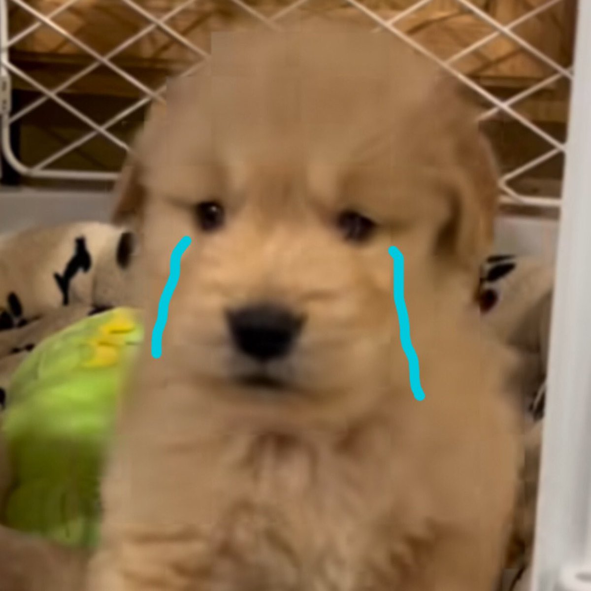 มะได้จ้อยใน