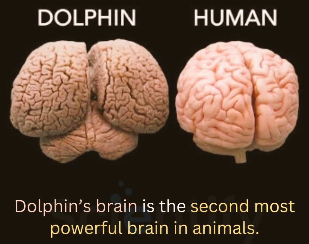 Arkstorytime's tweet photo. #You_know Difference between the brains.🧠🧠🧠

#brains #dolphinbrain #animalfacts #dolphins🐬 #FactMatters #Untoldworld01 https://t.co/FFqdAZ0i5z