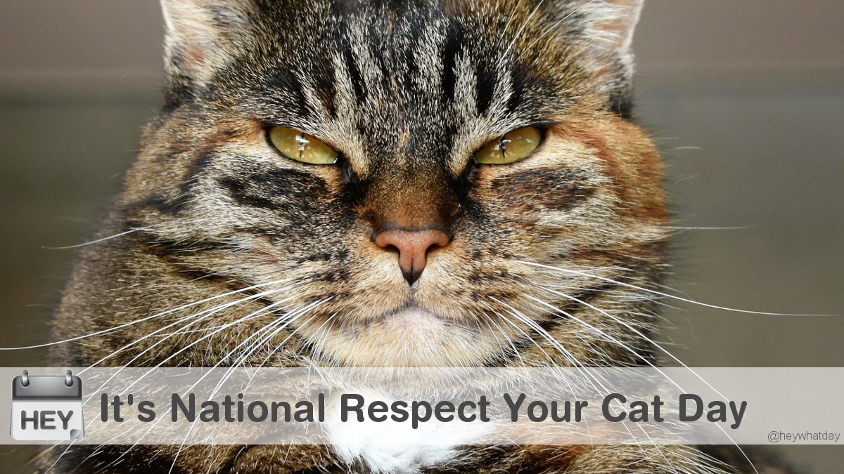 It's National Respect Your Cat Day! 
#NationalRespectYourCatDay #RespectYourCatDay #Respect