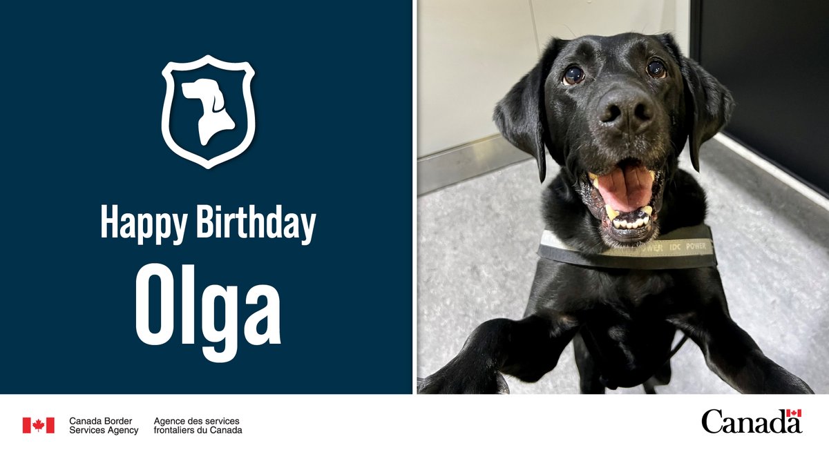 Happy “bark-day” to #DetectorDog Olga! This #K9 is responsible for over 400 enforcement actions in the #GTA Region since 2019. Learn about the #CBSA’s Detector Dog program: ow.ly/afIQ50QXOMQ #DogsWithJobs